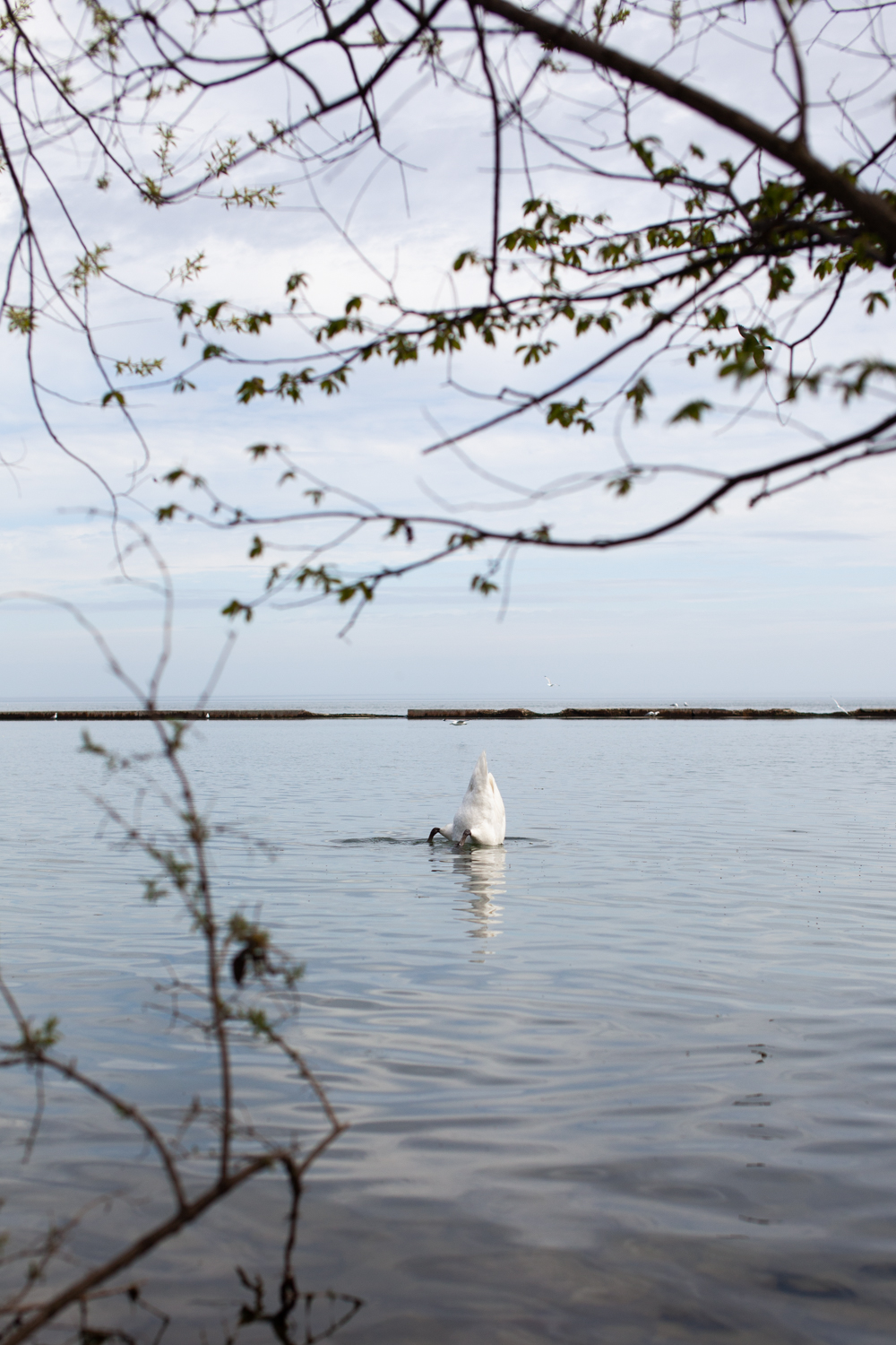 Kate Schneider: image of swan bottom emerging from lake